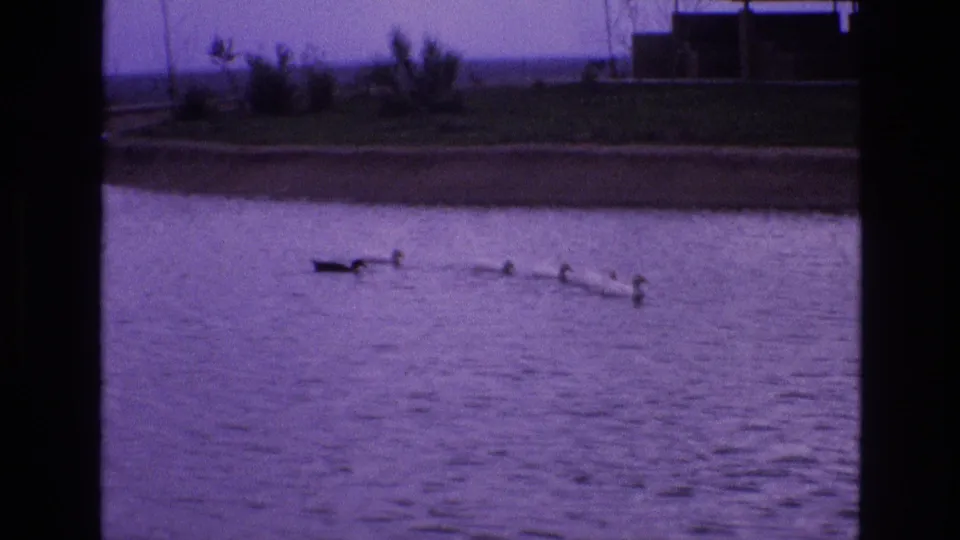 A home-movie frame shows the adult duck or waterfowl and ducklings continuing across the pond below a grassy bank, with shrubs and a low background structure softened by aged film color.