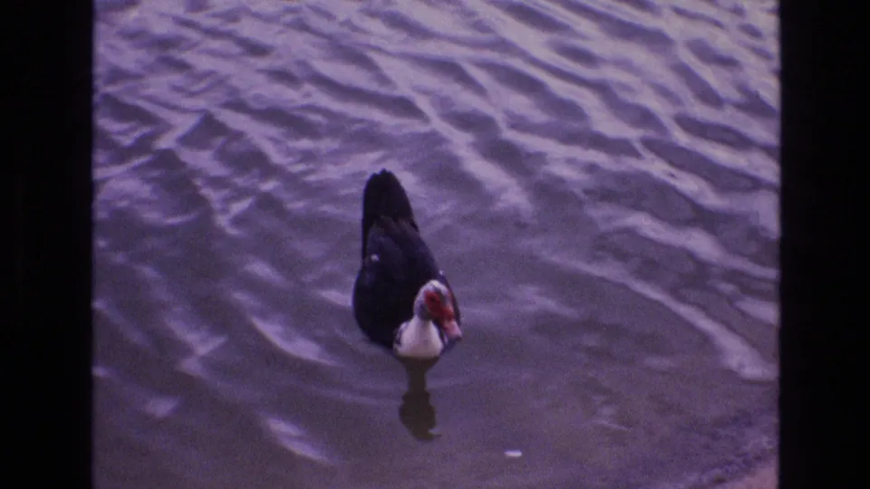 A closer 1973 New Mexico 8mm frame shows a dark duck or waterfowl facing the camera on rippled pond water, with a pale face area and red markings visible near the beak.