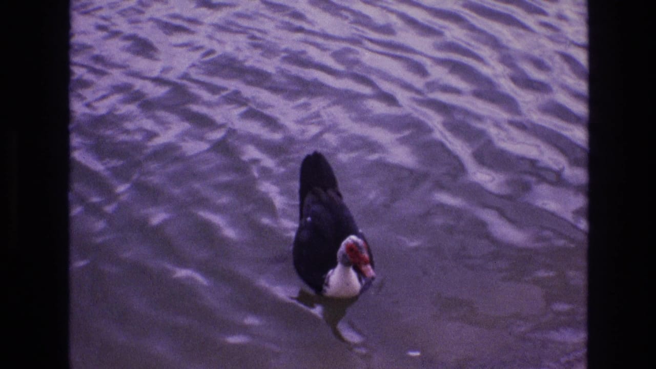 Muscovy duck swimming on rippling water.
