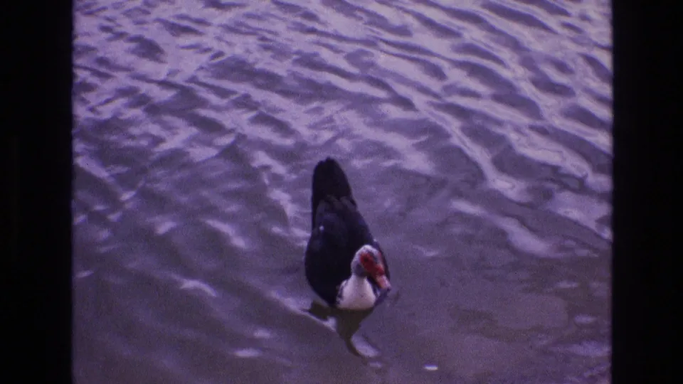 A Muscovy duck with dark body feathers, white chest, and red facial skin swims through rippling water in 1973 New Mexico home-movie footage.