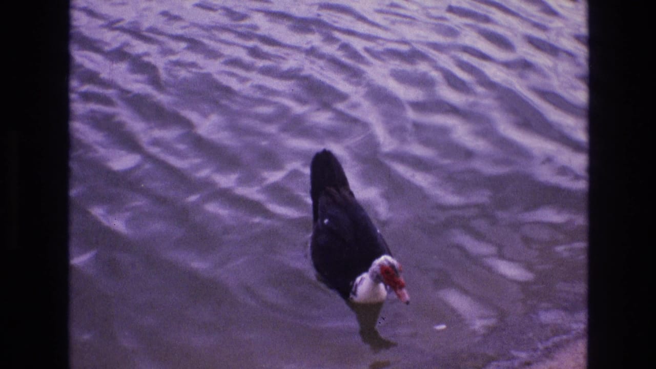 Muscovy duck moving across purple-tinged water.