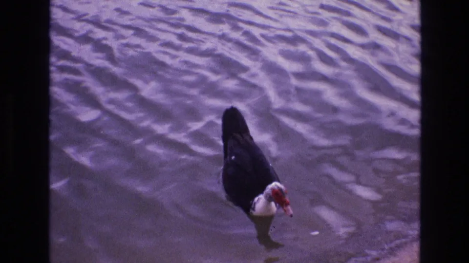 The duck remains centered in purple-tinged rippled water, showing its red face and contrasting dark and white plumage in the 8mm frame.