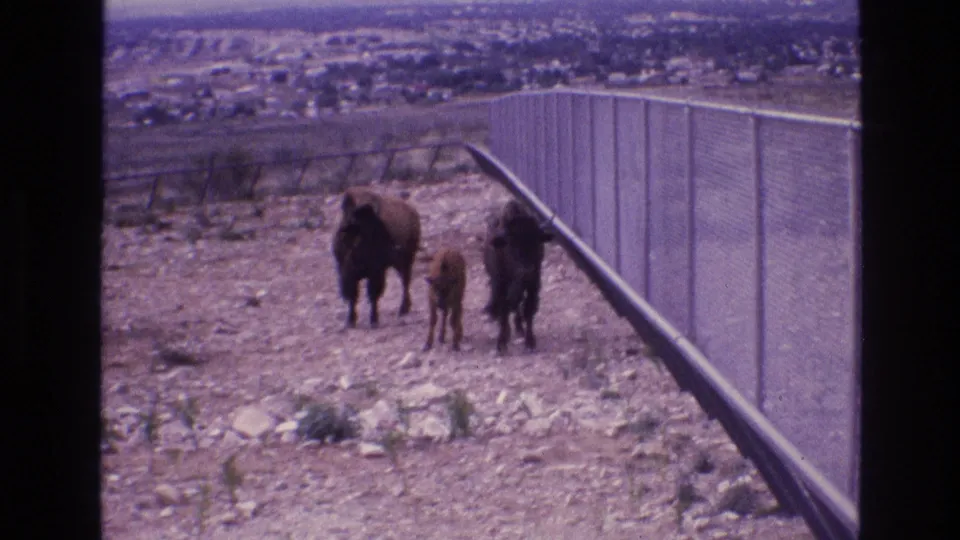 Two adult bison and a calf walk over rocky ground beside a chain-link fence, with a distant New Mexico settlement visible beyond the enclosure.