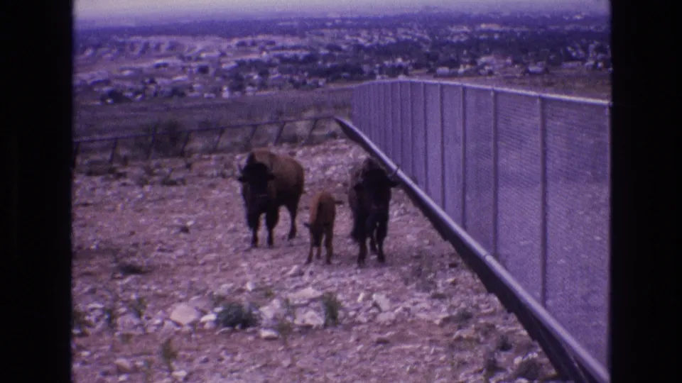A small group of bison, including a calf, moves near a long chain-link fence on rocky terrain, with distant buildings and hills in the background.