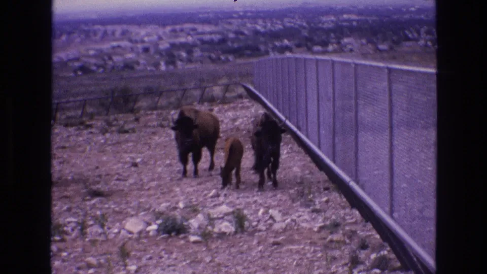 1973 New Mexico 8mm frame showing two adult bison and a calf on dry rocky ground beside a long chain-link fence, with a hazy town in the distance.