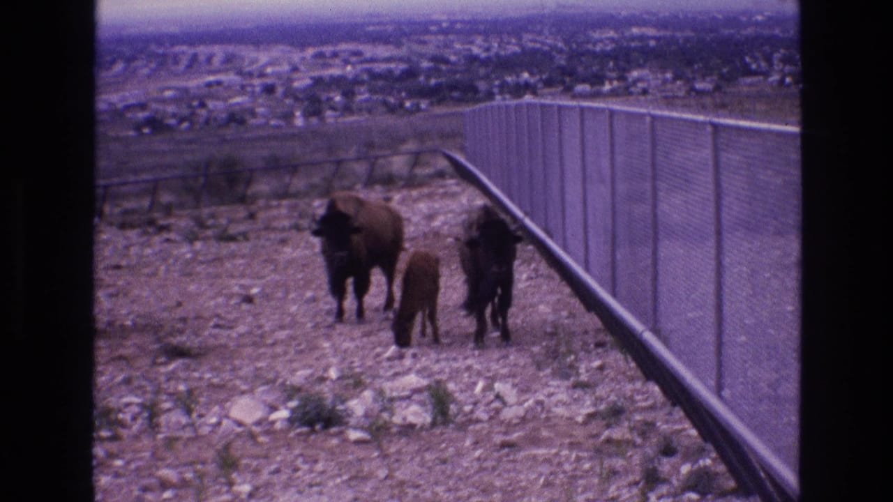 1973 New Mexico home-movie frame with a bison calf between two larger bison near a chain-link fence, overlooking distant low-rise development.