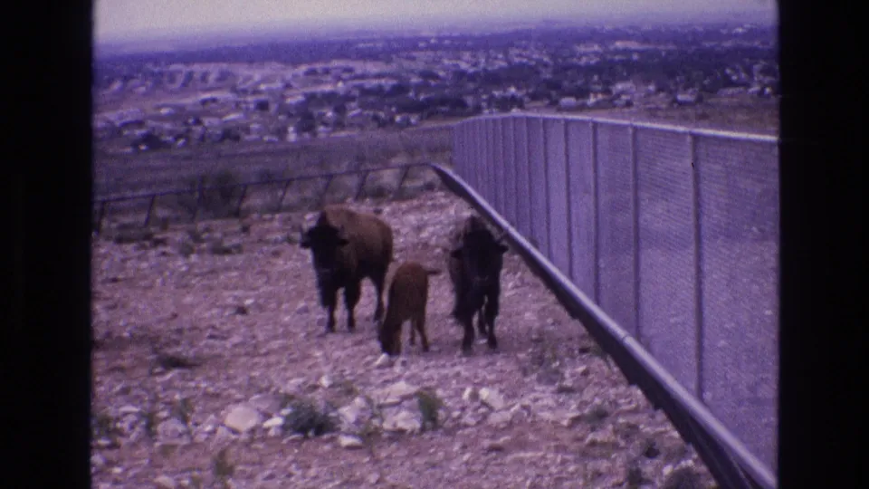 1973 New Mexico 8mm frame showing three bison on an arid hillside, with the calf lowering its head near the ground and a town visible beyond the fence line.