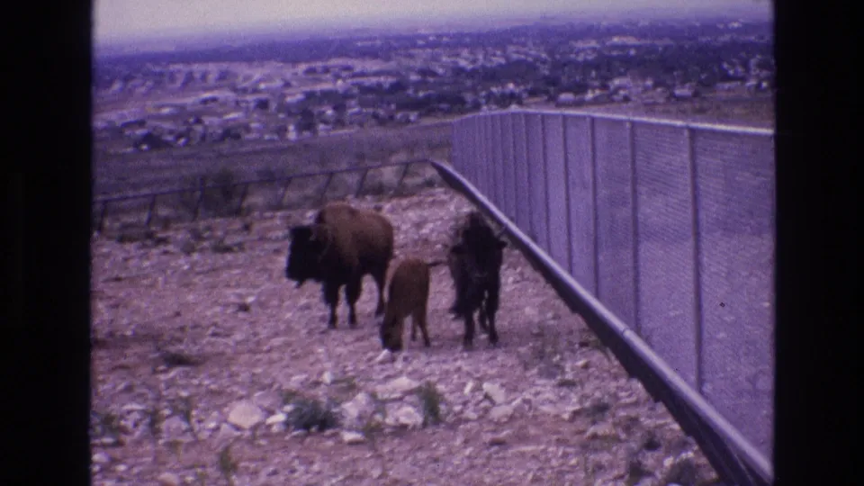 1973 New Mexico home-movie frame of two adult bison and a calf grouped beside a chain-link fence on dry rocky terrain, with hazy suburban or town development in the background.