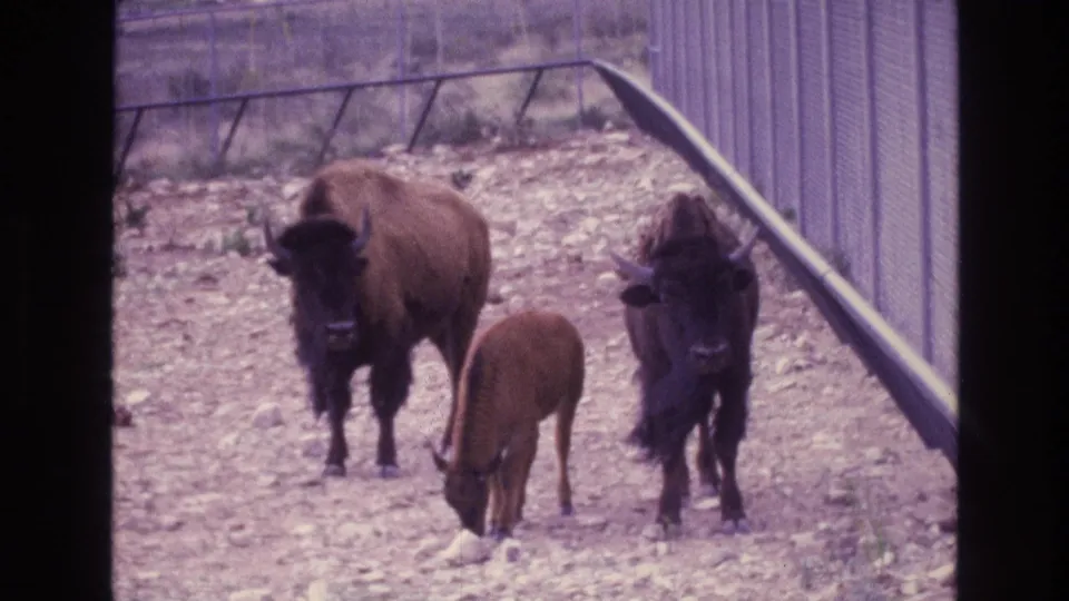 In 1973 New Mexico home-movie footage, two adult bison and a calf stand and graze in a rocky enclosure bordered by chain-link fencing.