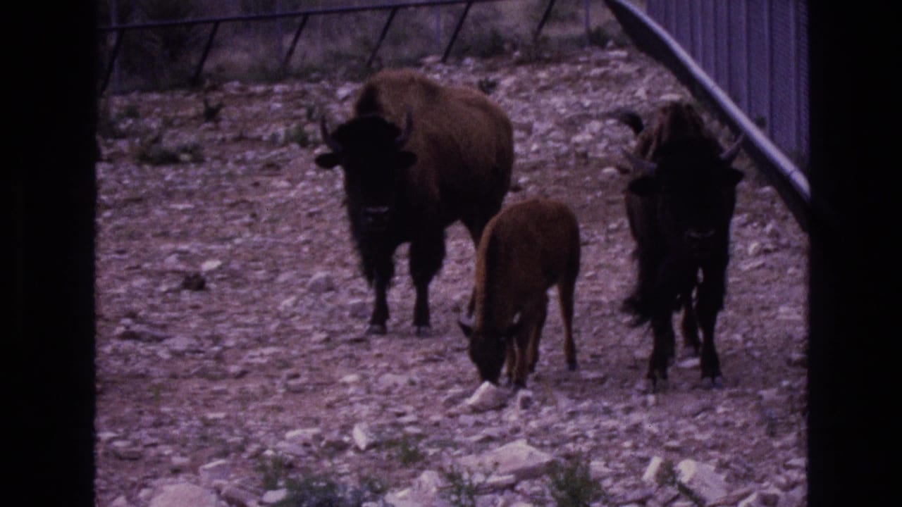 The bison group moves through the rocky enclosure, with a calf between the darker adult animals and fence lines visible behind them.