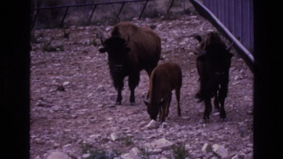 The bison group moves through the rocky enclosure, with a calf between the darker adult animals and fence lines visible behind them.