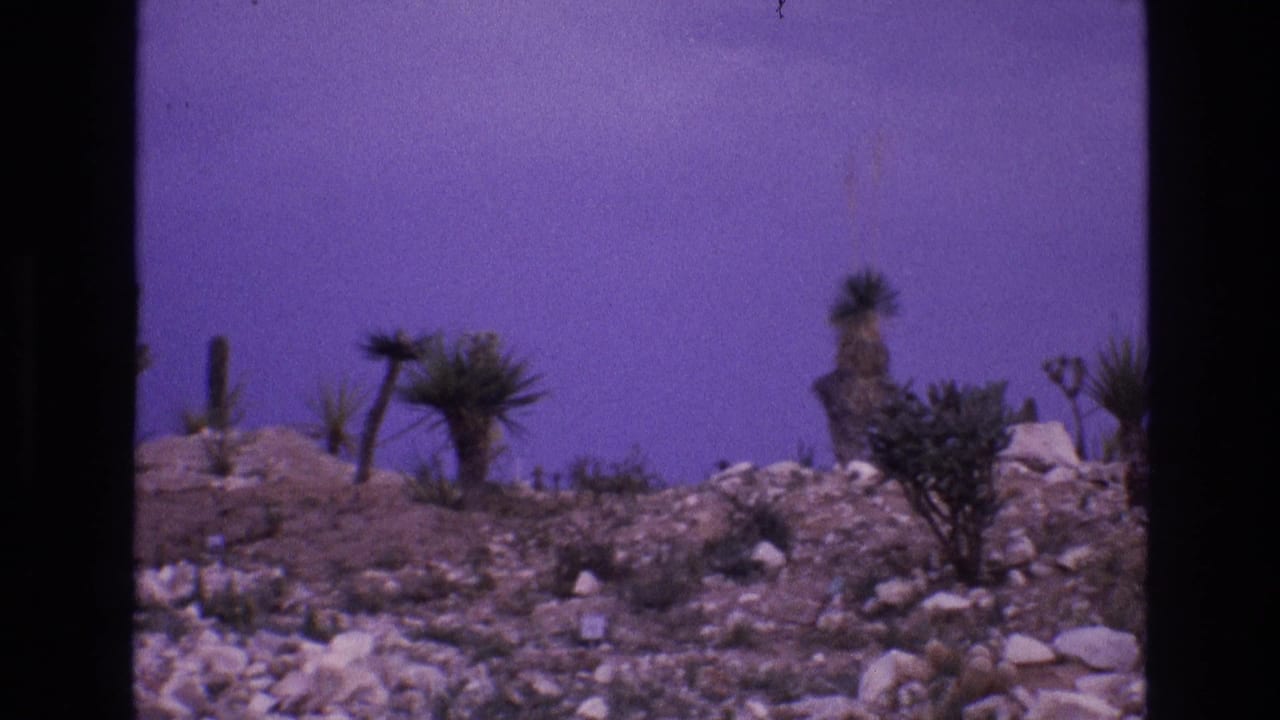1973 8mm New Mexico desert view showing a rocky slope with scattered boulders, scrub vegetation, and tall Joshua-tree-form plants beneath a purple-shifted sky.