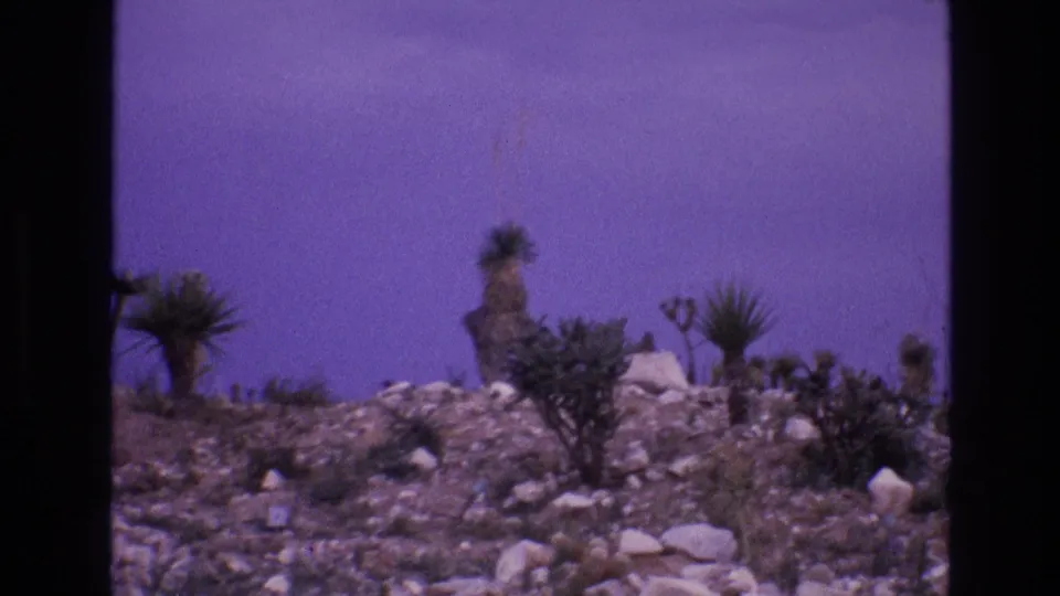 1973 8mm New Mexico landscape frame with pale rocks, low desert brush, and several tall spiky plants across an arid hillside.