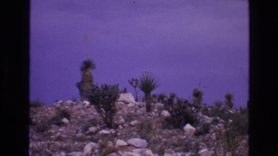 1973 8mm New Mexico desert terrain showing scrub, scattered stones, and tall yucca-like or Joshua-tree-form vegetation during a slow landscape pan.