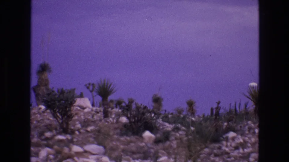 1973 8mm New Mexico landscape frame showing an arid rocky slope, sparse brush, cactus-like forms, and tall spiky desert plants under a purple color cast.