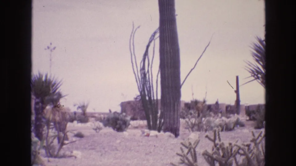1973 8mm New Mexico desert view with a tall columnar cactus in the foreground, scattered cactus and scrub plants, rocky ground, pale sky, and distant low structures.