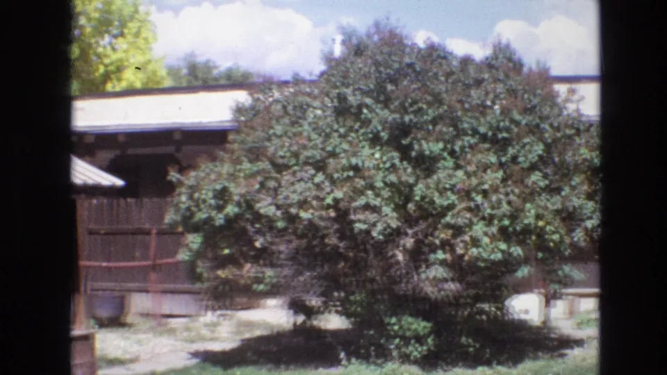 1973 New Mexico 8mm frame showing a leafy shade tree, rustic fence, red support frame, hanging pot, and adobe-style exterior in a quiet outdoor living space.