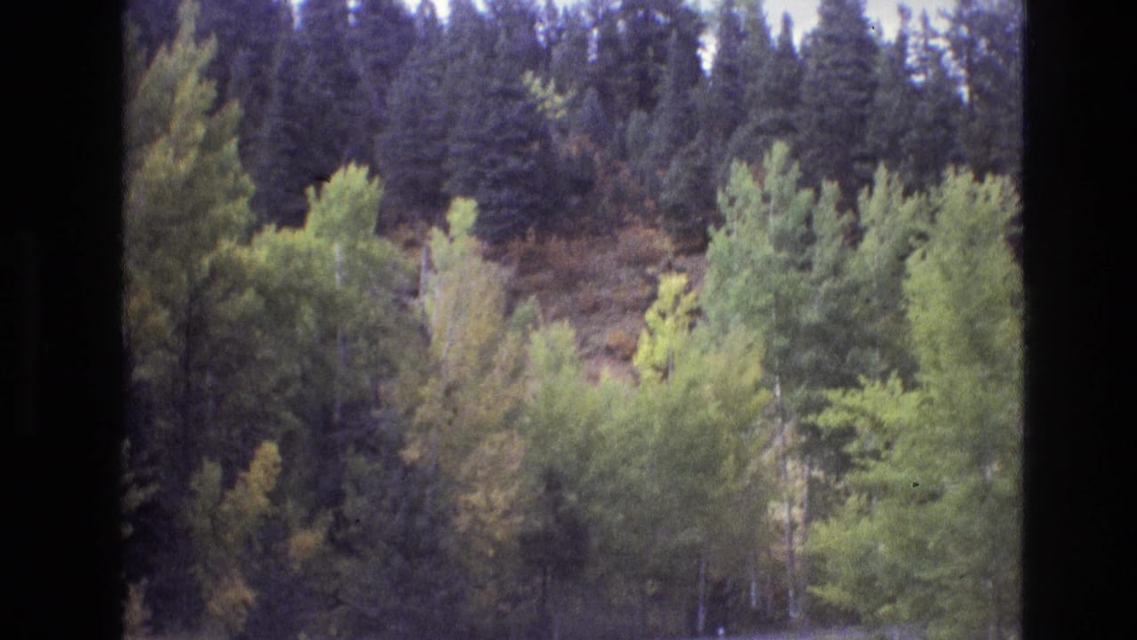 1973 New Mexico 8mm frame showing a wooded hillside with evergreens and early autumn foliage, bordered by dark film-frame edges.