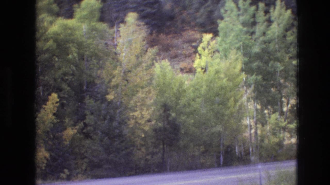 Curving paved road beside dense forest and yellow-green trees.