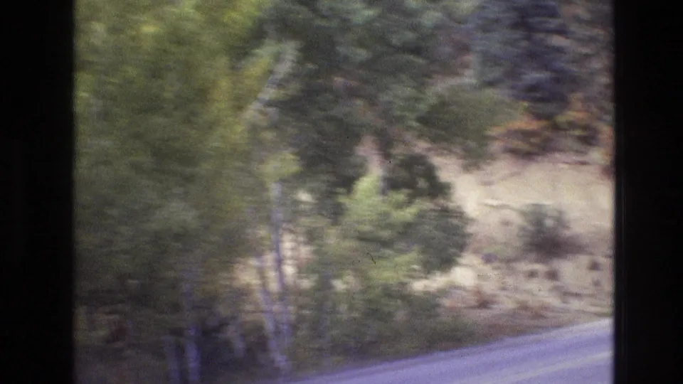 Motion-blurred 1973 New Mexico 8mm frame of a paved road passing mixed forest, with evergreens and pale deciduous trunks visible from a moving vehicle.