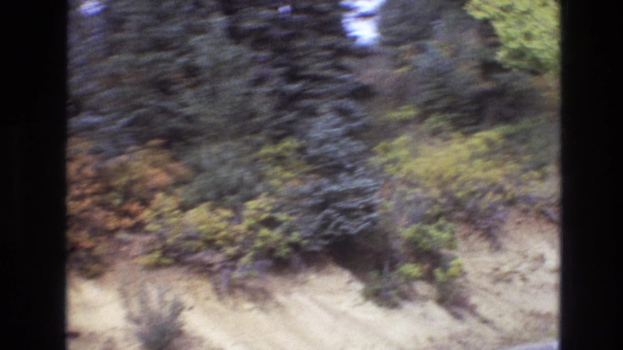 Rocky roadside slope with dense shrubs and tall evergreen trees.
