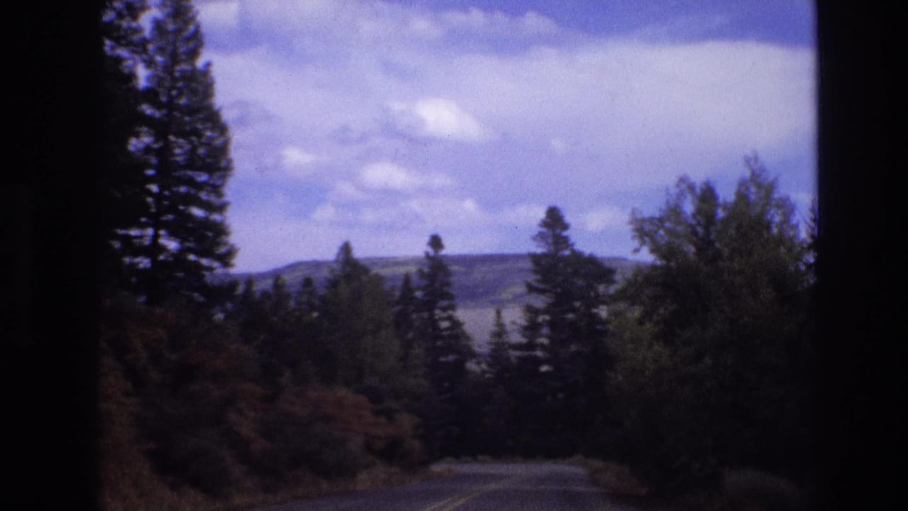 Roadside pines and brush with a pale lake or valley visible beyond the trees.