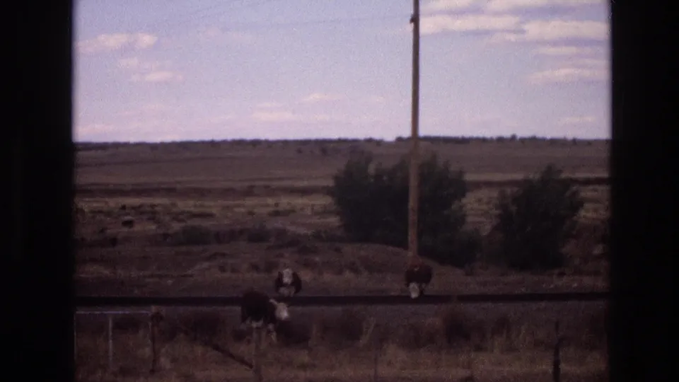 1973 New Mexico 8mm frame showing cattle crossing or standing near a rural road, fence posts, a utility pole, brush, and broad flat plains.