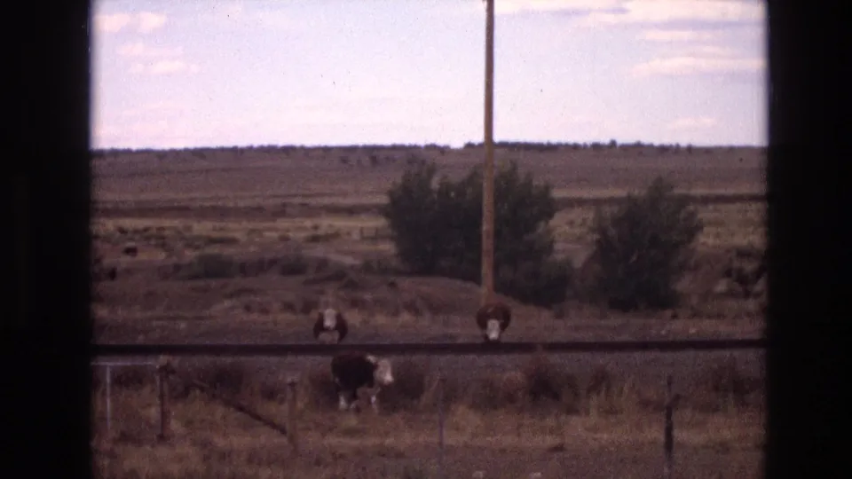 1973 New Mexico 8mm frame showing cattle moving across a rural roadside foreground, with fence posts, a utility pole, brush, and open plains beyond.