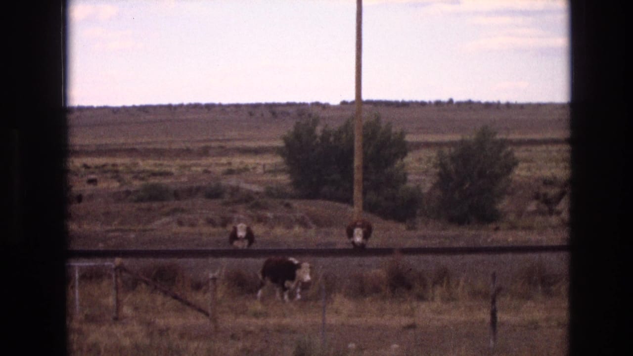 1973 New Mexico 8mm frame showing brown-and-white cows near a dusty rural road, wire fence, shrubs, and open dry landscape seen through a window frame.