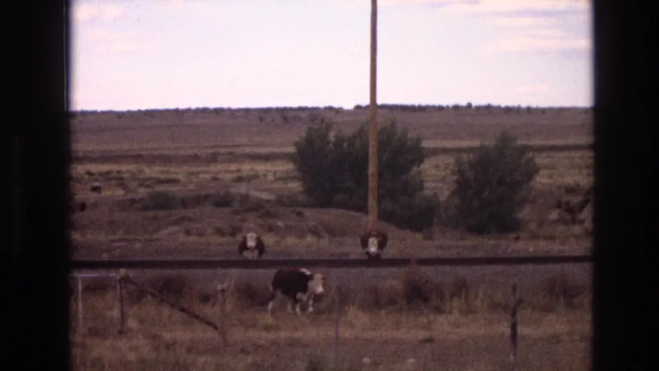 1973 New Mexico 8mm frame showing brown-and-white cows near a dusty rural road, wire fence, shrubs, and open dry landscape seen through a window frame.