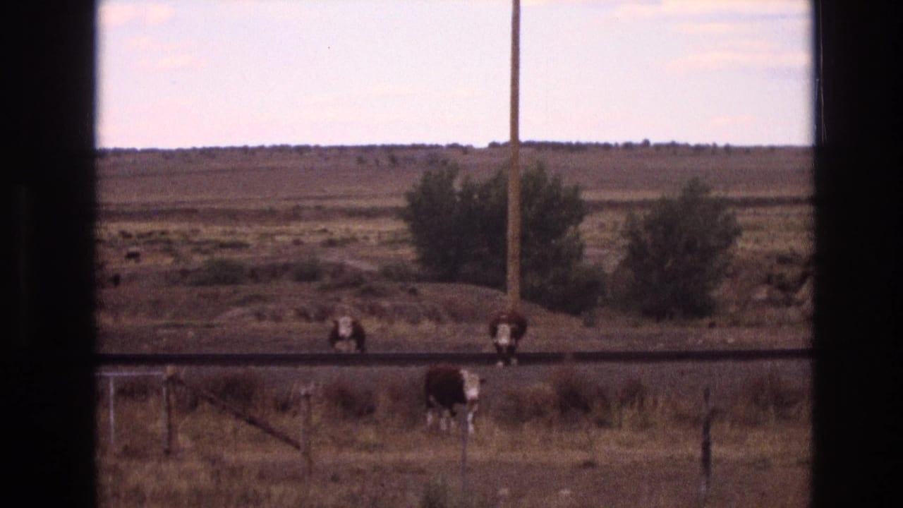 Several cows stand or walk near a rural road with a utility pole and shrubs behind them.