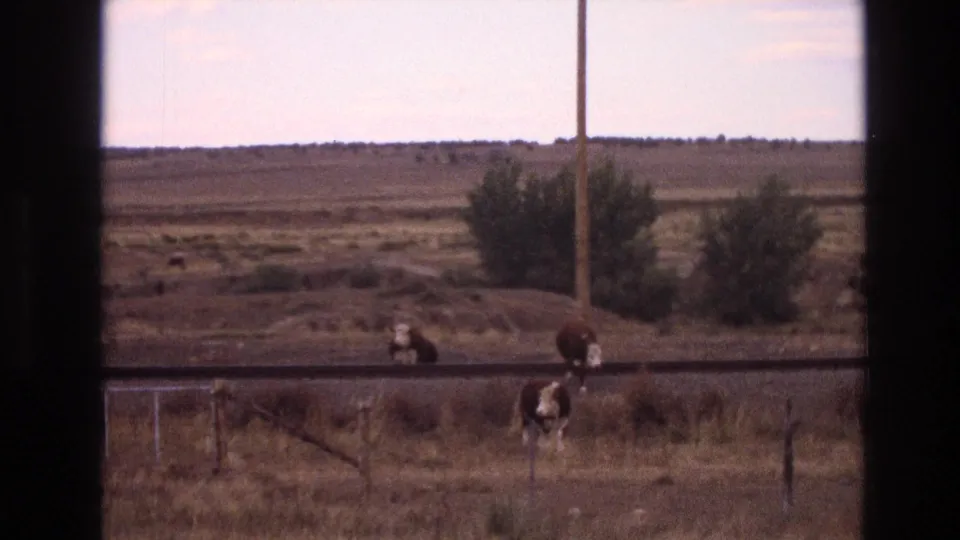 1973 New Mexico 8mm frame showing cows crossing or standing near a rural road, with dry grass, fencing, shrubs, and distant open terrain.