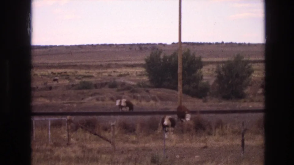 1973 New Mexico 8mm frame showing cows near a dusty rural road and wire fence, with sparse shrubs, dry open land, and dark window-frame edges.