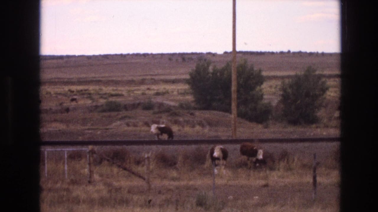 1973 New Mexico 8mm frame showing cattle grazing near a fence and railroad track, seen through a dark window frame with bushes and a low horizon beyond.