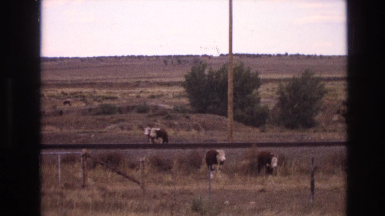 1973 New Mexico 8mm frame with several cattle grazing in a dry field beside a horizontal track or roadbed, framed by dark vertical window edges.