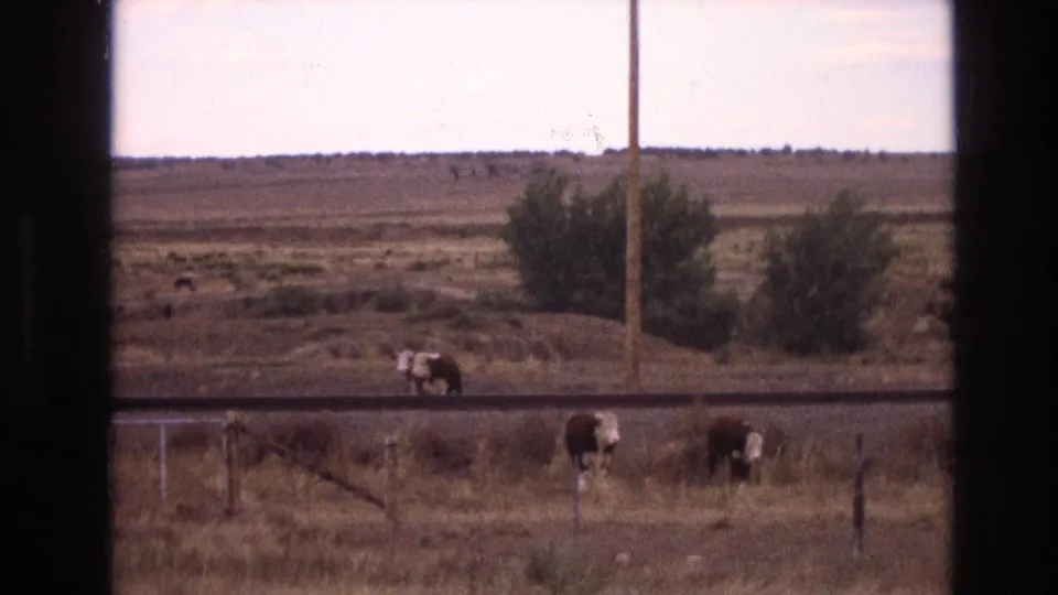 1973 New Mexico 8mm frame with several cattle grazing in a dry field beside a horizontal track or roadbed, framed by dark vertical window edges.