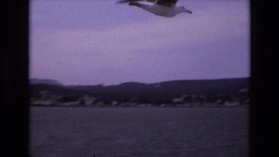 A bird crosses the upper frame over bay water and distant hills in this 1973 San Francisco-area home-movie shot.