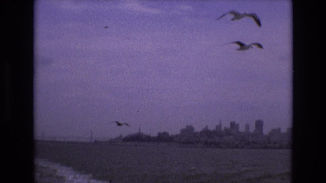 Gulls fly above water with a distant city skyline on the horizon.