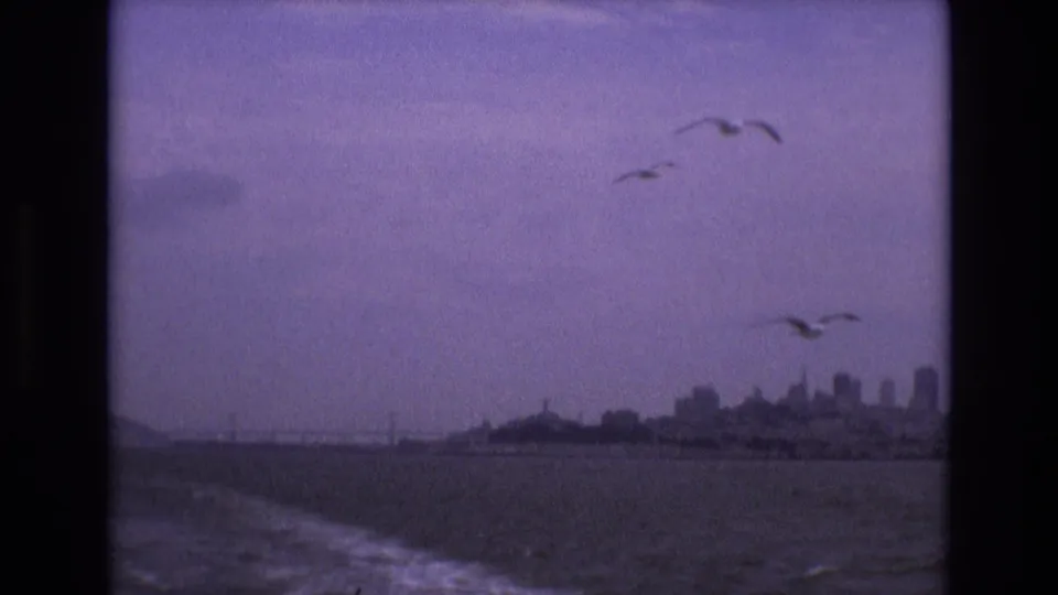 The final frame shows several gulls above San Francisco Bay, with open water below, a muted shoreline, and distant skyline shapes under a purple-tinted sky.