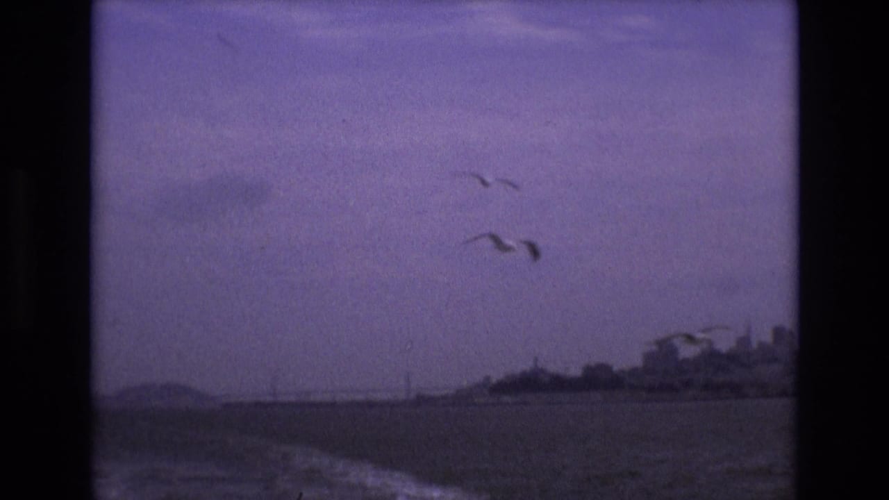 Several gulls fly above open water with a shoreline and skyline in the distance.