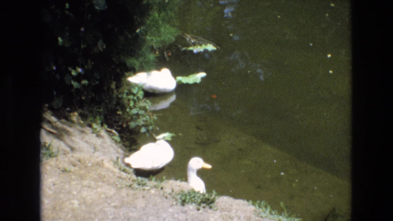 1973 San Francisco 8mm frame showing white ducks resting on a dirt bank and one duck near the pond water, with foliage and floating leaves nearby.