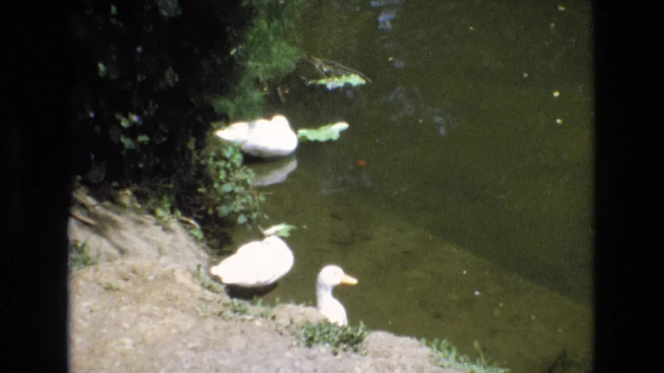 1973 San Francisco 8mm frame showing white ducks resting on a dirt bank and one duck near the pond water, with foliage and floating leaves nearby.