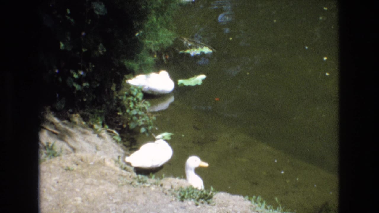 White ducks gathered along a dirt bank at the edge of green pond water.