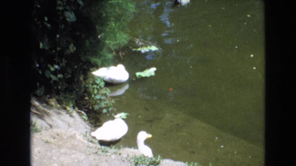 1973 San Francisco 8mm frame showing three white ducks at the pond edge, with one duck low in the foreground, still water, foliage shadows, and floating leaves.