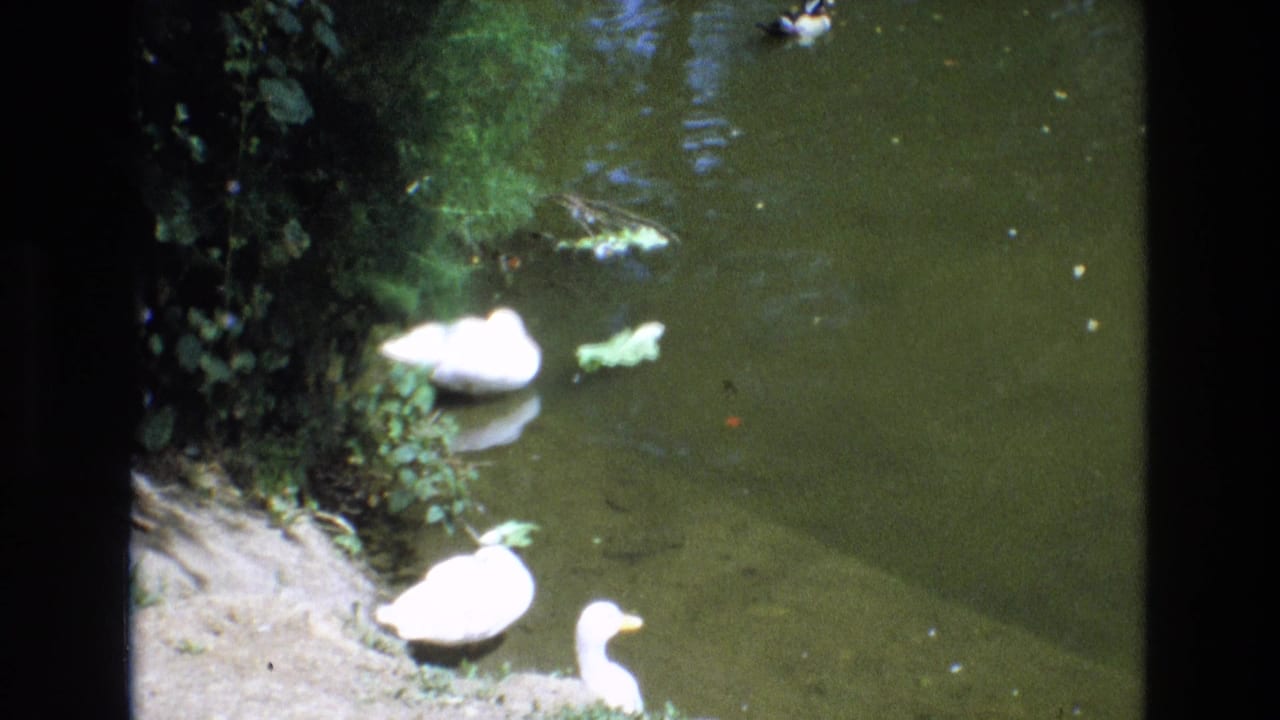 Soft 8mm frame of white water birds near a shaded bank, with greenish water and foliage visible.