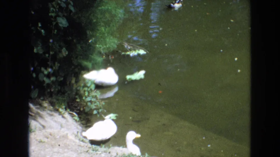Soft 8mm frame of white water birds near a shaded bank, with greenish water and foliage visible.
