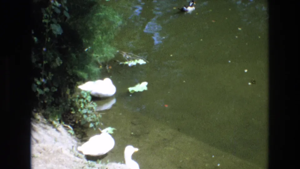 Home-movie frame showing white water birds and distant ducks on green water beside foliage and a sloped bank.