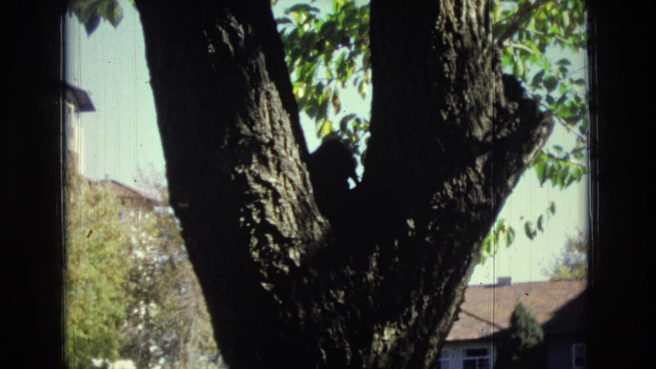 1974 Colorado Springs 8mm frame showing a rough tree trunk in the foreground, green leaves, bright sky, and residential rooftops beyond.