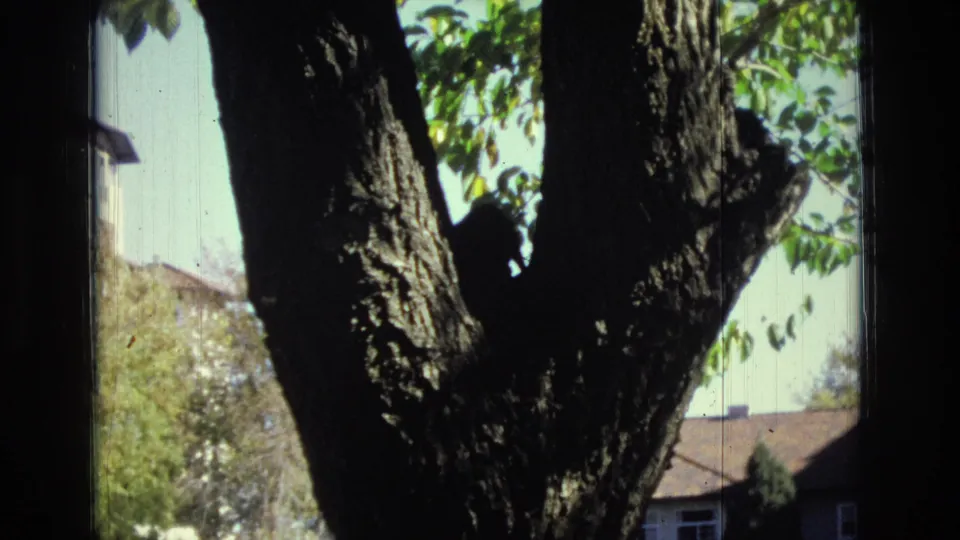 1974 Colorado Springs 8mm frame showing a rough tree trunk in the foreground, green leaves, bright sky, and residential rooftops beyond.