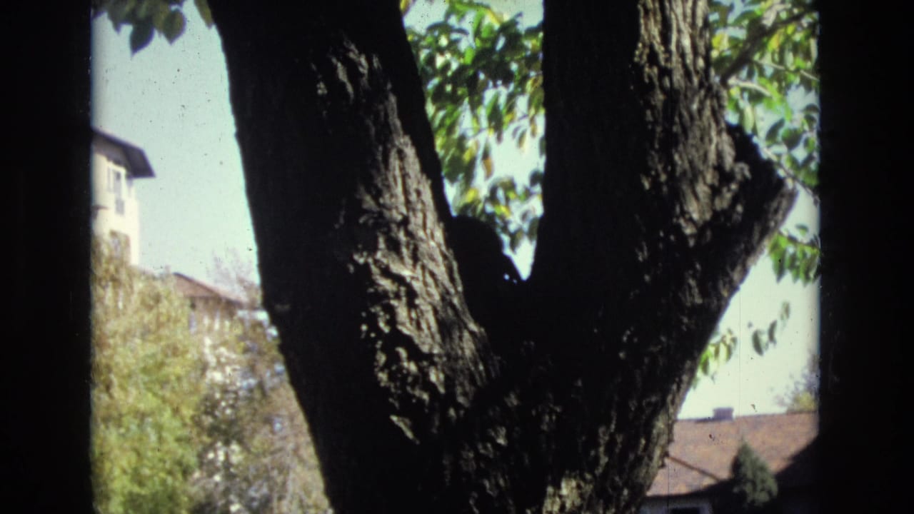 1974 Colorado Springs 8mm frame with a dark indistinct silhouette near a forked tree trunk, with leaves, sky, and neighboring houses in the background.